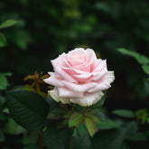 Light Pink Roses